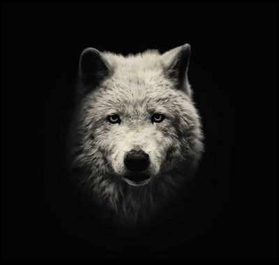 Spirit Animals and Your Ascendant