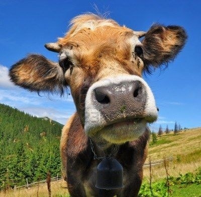 Lessons of the Animal World